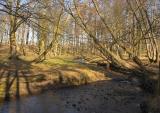 Bonaly Burn