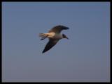 Tern @ Topsail Island