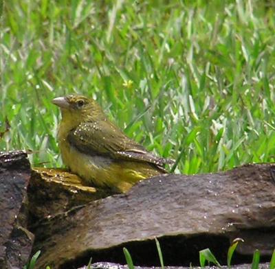 04-21-04 summer tanager female1.jpg