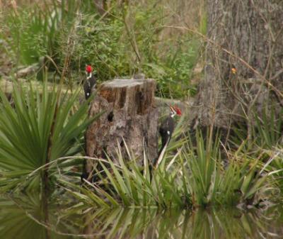 02-17-04 stump1.jpg