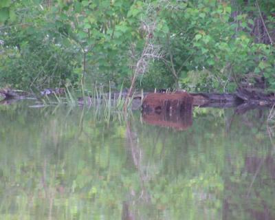 05-16-04 stump2.jpg