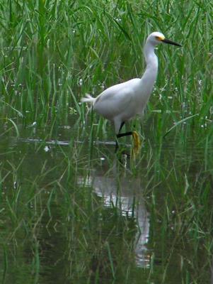 05-17-04 snowy egret1.jpg