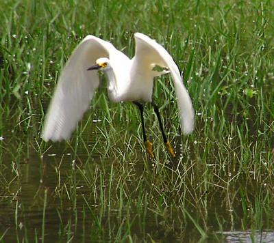 05-17-04 snowy egret2.jpg