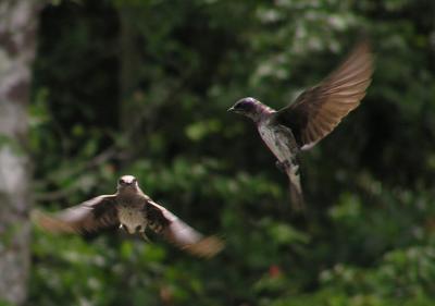 purple_martin