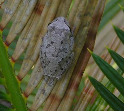 05-09-04 gray tree frog2.jpg