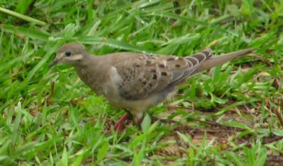 05-14-04 juvenile mourning dove.jpg
