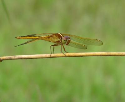05-27-04 yellow dragonfly3.jpg