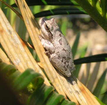 05-09-04 gray tree frog3.jpg