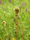 Salad Burnet