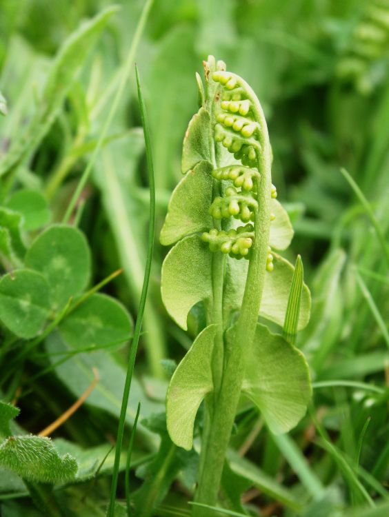 Moonwort