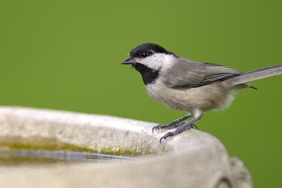 Chickadee