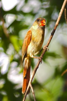 Northern Cardinal