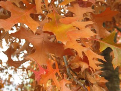 Tree leaves (3)
