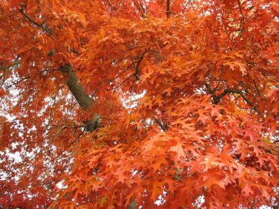 Tree leaves (1)