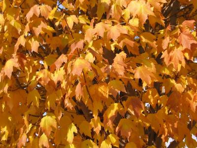 Tree leaves (2)