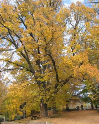 Trees and fallen leaves (6)