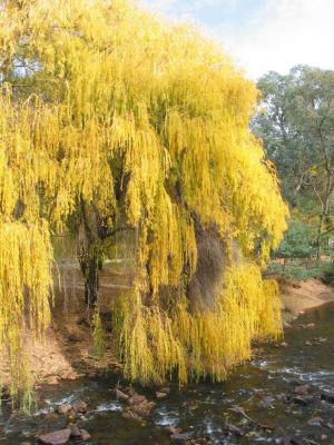 Tree by the Ovens River