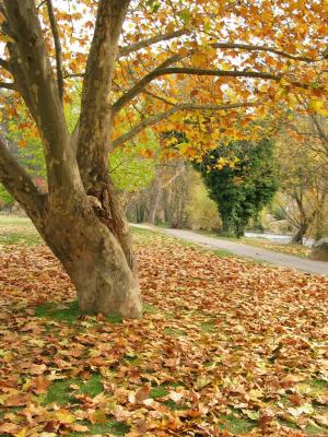 Trees and fallen leaves (4)