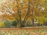 Trees and fallen leaves (1)