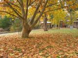 Trees and fallen leaves (2)
