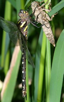 Spiketail and Cruiser Dragonflies