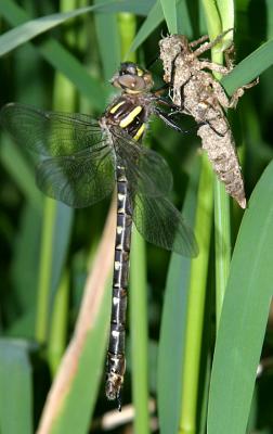 Twin-spotted Spiketail - Cordulegaster maculata (female)