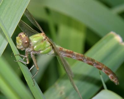 head on of teneral Rusty Snaketail