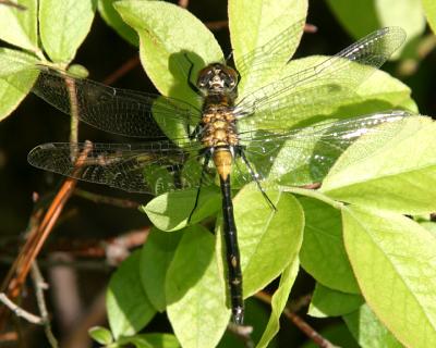 Red-waisted Whiteface - Leucorrhinia proxima