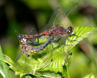 White-faced Dragonflies