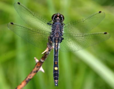 Dot-tailed Whiteface - Leucorrhinia intacta