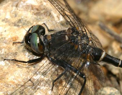 close up female