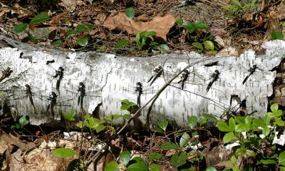 Chalk-fronted Corporals - Ladona julia