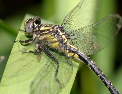 Spine-crowned Clubtail - Gomphus abbreviatus
