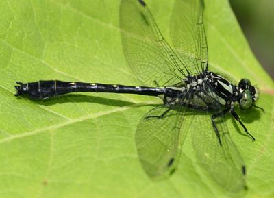 Mustached Clubtail - Gomphus adelphus (male)