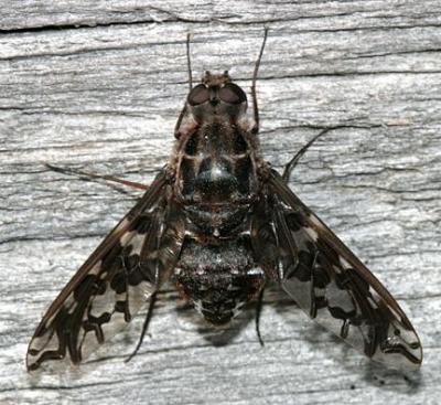 Xenox tigrinus (Tiger Bee Fly)