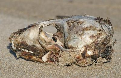Seal's scull washed up on beach