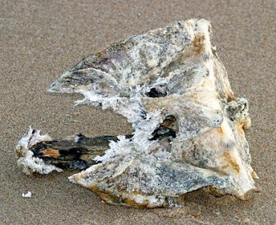 vertebrae of small whale washed up on beach