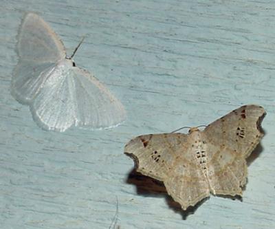 6331 -- Promiscuous Angle Moth -- Macaria promiscuata