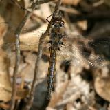 Common Baskettail - Epitheca cynosura (male)