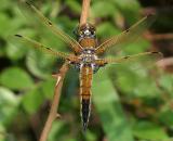 Four-spotted Skimmer - Libellula quadrimaculata (male)