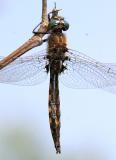 Beaverpond Baskettail - Epitheca canis