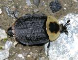 American Carrion Beetle - Necrophila americana