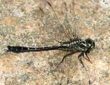 Mustached Clubtail - Gomphus adelphus