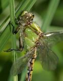 Rusty Snaketail - Ophiogomphus rupinsulensis