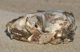 Seals scull washed up on beach