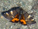 6256 - The Infant Moth - Archiearis infans