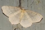 6884-Straw Besma Moth -- Besma endropiaria
