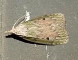 5629 -- The Bee Moth -- Aphomia sociella