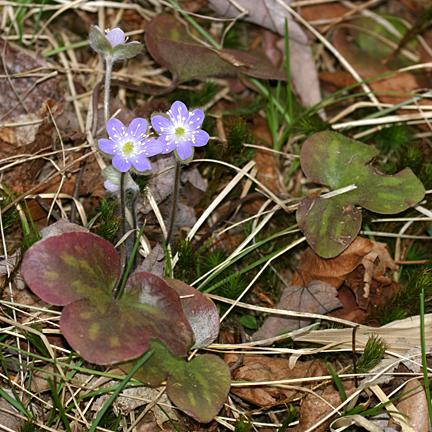 Round-lobed Hepatica - Hepatica americana