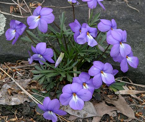 Birds Foot Violet - Viola pedata